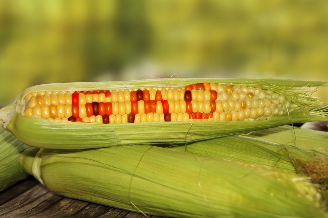 Gentechnisch veränderte Pflanzen