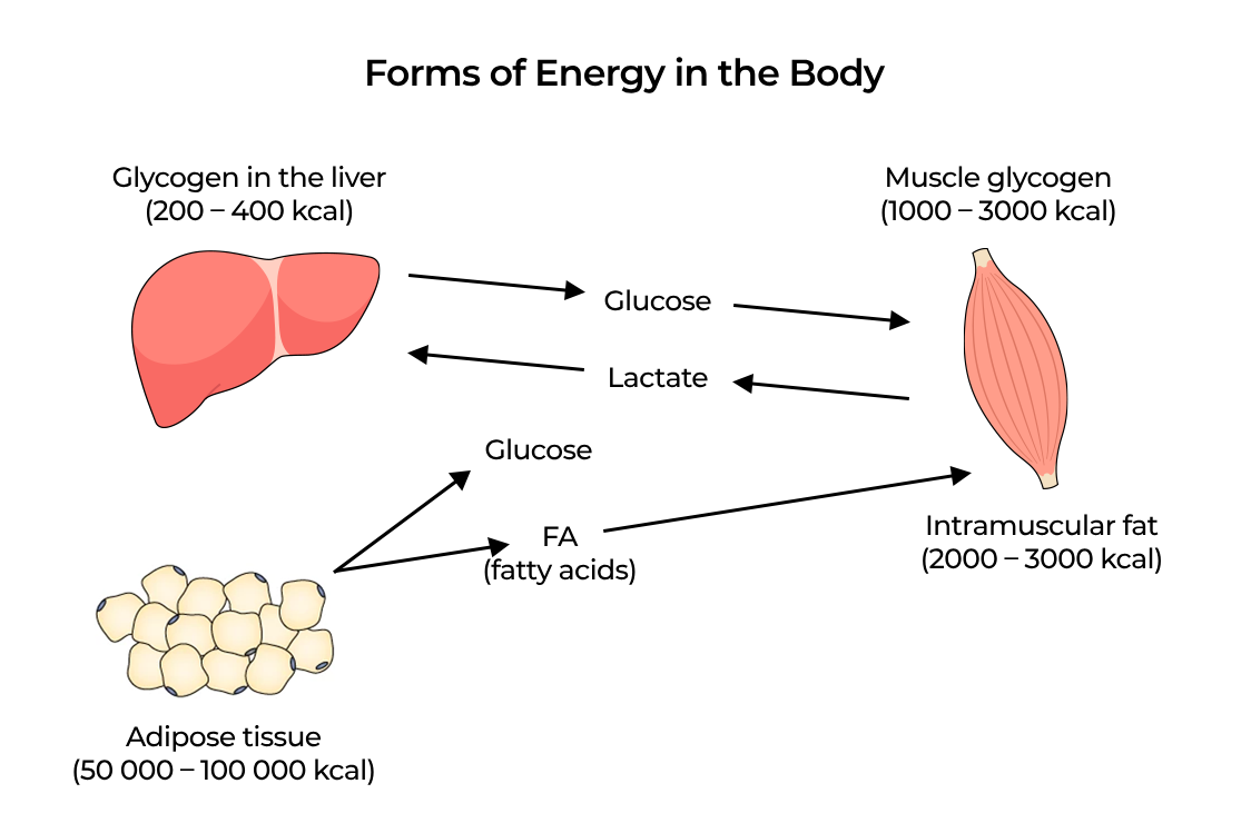 Formen der Energie im Körper